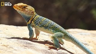 National Geographic Wild  Wild life of the reptiles lizards  BBC [upl. by Kuehn]