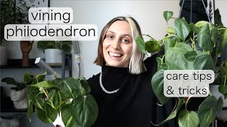 VINING PHILODENDRON CARE  Philodendron Hederaceum Tips amp Tricks [upl. by Atelokin]