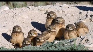 Welcome to the Cornell Lab of Ornithology [upl. by Marsland]