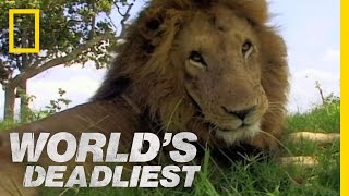 Lion vs Lion  Worlds Deadliest [upl. by Ditzel672]