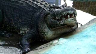 Lolong The Biggest Captured Crocodile In The World [upl. by Anihc]