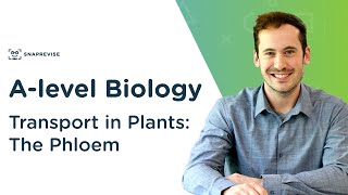 Transport in Plants The Phloem  Alevel Biology  OCR AQA Edexcel [upl. by Eveam]