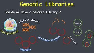 Construction of Genomic Libraries [upl. by Scottie]