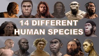 14 Human Species That Existed Before Us 2020  Explained [upl. by Paryavi910]