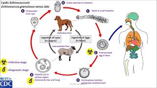 Echinococcus granulosus life cycle [upl. by Iaj325]