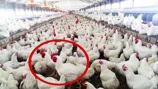 How to Start Chicken Farm Business  Organic Broiler Poultry Farming of Chickens amp Goats [upl. by Amitak]