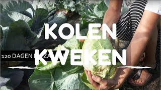 Kolen kweken van zaaien tot oogsten [upl. by Wyler]