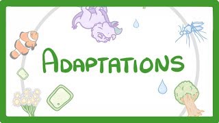 GCSE Biology  Adaptations 79 [upl. by Viccora828]