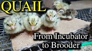 Hatching Quail Eggs amp Brooding Coturnix Chicks with Tips [upl. by Sillig77]