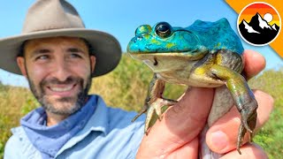 BLUE FROG CAUGHT  Genetic Mutant [upl. by Melvin]