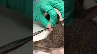 Cuterebra removal from a squirrel [upl. by Kirsch]