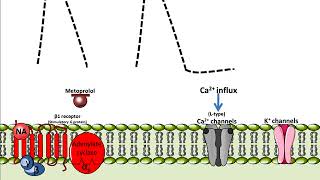 Metoprolol  Mechanism of Action [upl. by Lael]