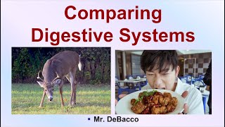 Comparing Digestive Systems [upl. by Tristram]