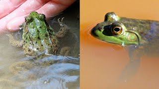 Green Frog vs Bullfrog  CREATURE FEATURE 6 [upl. by Elleiram]