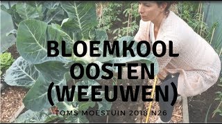 TM1826  Mijn weeuwenteelt bloemkool oogsten [upl. by Starling]