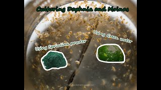 How To Culture Daphnia and Moinas using Green Water Spirulina powder [upl. by Anayt776]