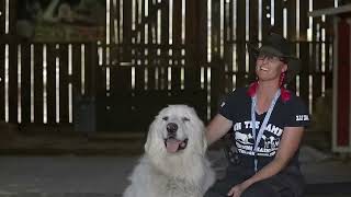 GREAT PYRENEES LIVESTOCK GUARDIAN IN ACTION [upl. by Nayb]