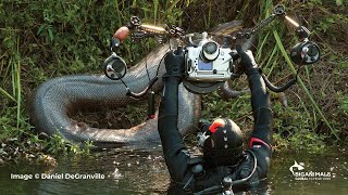 Anacondas in Brazil Adventure [upl. by Ubald]