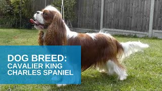 Dog Breed Video Cavalier King Charles Spaniel [upl. by Sirret]