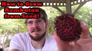 How to Grow Rambutan Trees from Seed Grocery Store Growing Ep 9 [upl. by Eldwin]