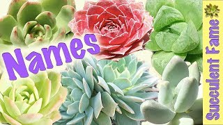 Useful Succulent Identification  Names of Succulents [upl. by Neiv]