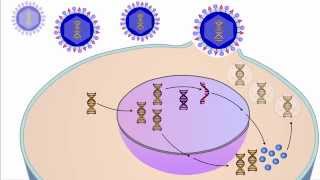 The Viral Life Cycle [upl. by Lasala870]