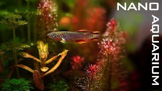 New NANO AQUARIUM For KILLIFISH [upl. by Bonnell]