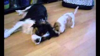 Cavalier King Charles Spaniel dogs playing [upl. by Tiphane533]