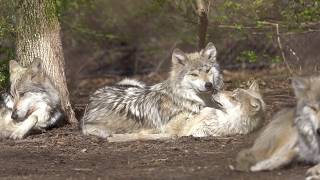 Adorable Wolves Engage in Aggressive Cuddling [upl. by Gainor987]