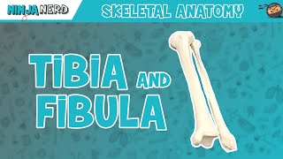 Tibia amp Fibula Anatomy [upl. by Yerdua607]