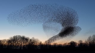 Starling murmuration 2020 Geldermalsen [upl. by Inalial]