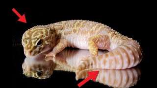 Leopard Gecko Body Language [upl. by Robenia]