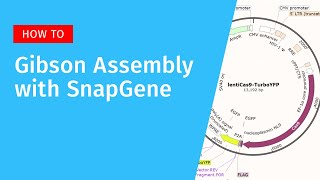 Gibson Assembly with SnapGene [upl. by Adehsor]