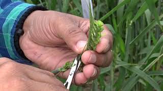 Hybridization Crossing technique Emasculation amp Pollination in wheat Triticum aestivum [upl. by Deehahs820]