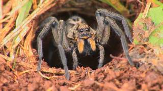 Wolf Spiders [upl. by Nonaihr739]