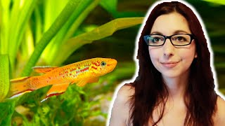 Killifish Beginner Care Guide  Get To Know The Killifish [upl. by Htidirrem908]