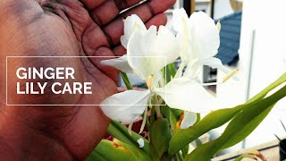 Fragrant gardening  Hedychium Coronarium  Ginger Lily care  Pakhila Phul in Assamese [upl. by Hnoj]