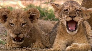 Cutest 6 Week Old Lion Cub  This Wild Life  BBC Earth [upl. by Accisej]