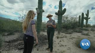 Saguaros Arizonas Iconic Cacti [upl. by Enenstein538]