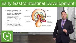 Early Gastrointestinal Development – Embryology  Lecturio [upl. by Noyek]