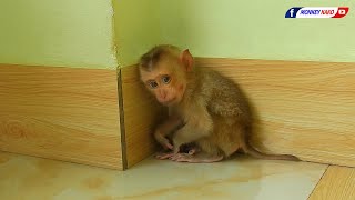 Rescue A Poor Baby Monkey  Welcome New Home For Orphan Baby Monkey [upl. by Ettenyl]