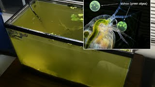 Raising Daphnia for the Freshwater Aquarium [upl. by Eirrehc888]