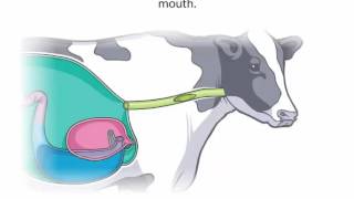 Ruminants  Natural Science [upl. by Pruchno]