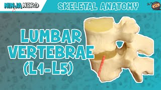 Lumbar Vertebrae L1L5 Anatomy [upl. by Warrenne]