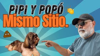 PIPÍ y POPO en un MISMO SITIO Enseña a Tu PERRO de manera SENCILLA  La Casita de los Shih Tzu [upl. by Downall]