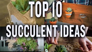 Top Ten Succulent Projects P Allen Smith Tips amp Ideas [upl. by Itraa]