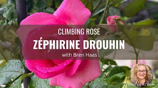 ZÉPHIRINE DROUHIN Climbing Rose Review [upl. by Asik149]