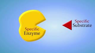 Enzymes and How They Work An Introduction [upl. by Allerbag]