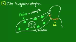 Euglenoides  Diversidade dos Seres Vivos  Biologia [upl. by Ailemor]