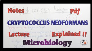 4 Bacterial Meningitis Treatment amp Prevention [upl. by Samohtnhoj]